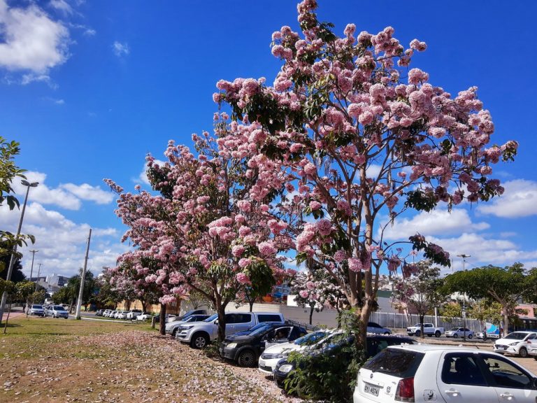 ESPETÁCULO DA NATUREZA: FLORESCER DOS IPÊS TRANSFORMAM PAISAGEM DE COLATINA