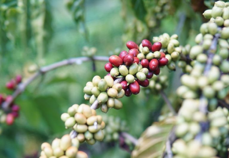 PREMIAÇÃO DO CONCURSO DE CAFÉ ACONTECE NA EXPOCOL