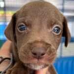 Feira de Adoção do Bem-Estar Animal de Colatina acontece neste domingo com transporte gratuito para a população